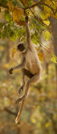 langur